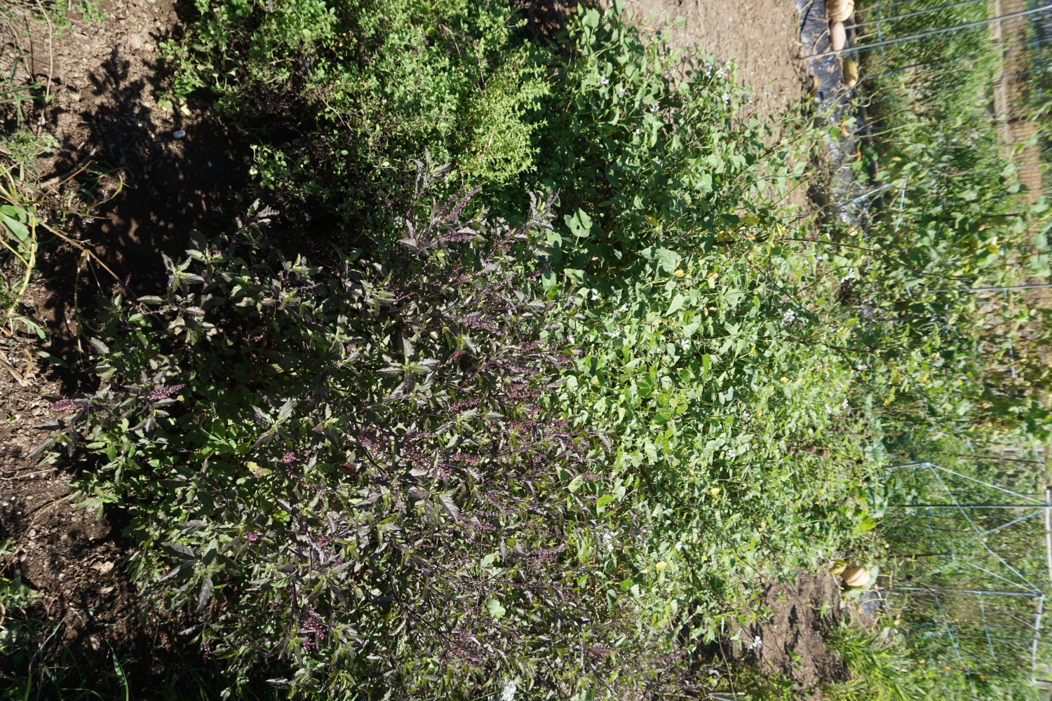 DSC09859