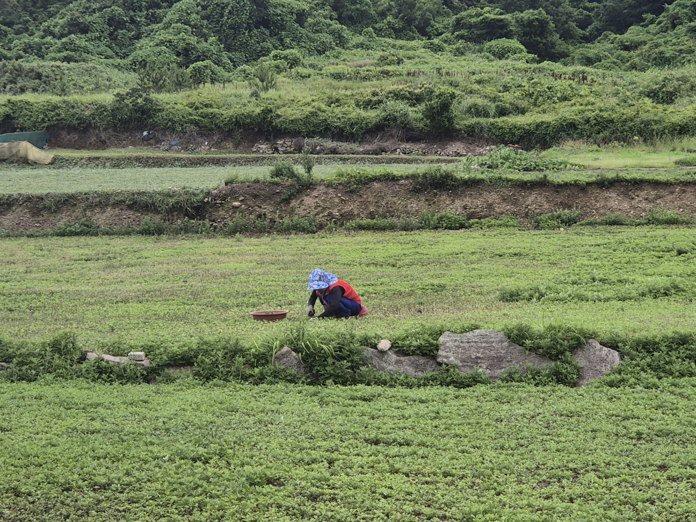 20240623_전남 진도군 조도면 관매도